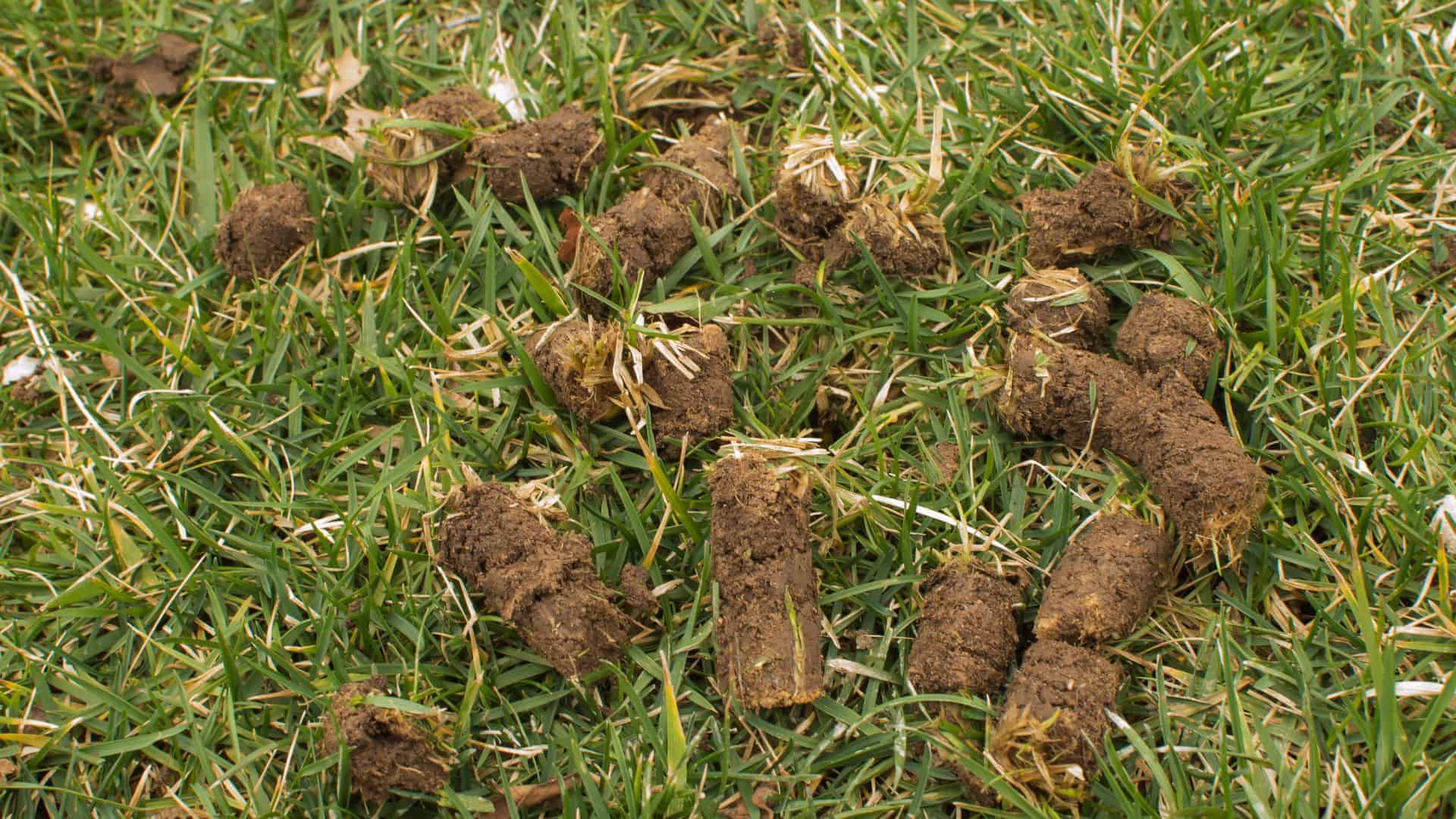 Aeration Plugs
