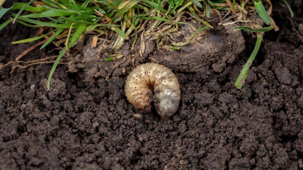Grubs 1