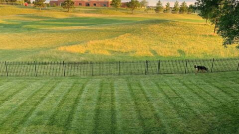 Back Yard Against Field Freshly Mowed