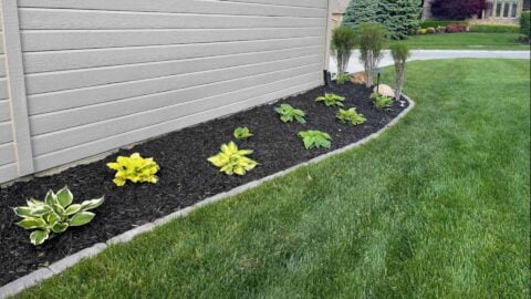 Dark Mulch And Plants On Side Of Home