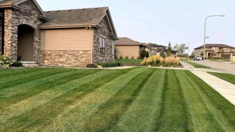 Very Well Maintained Lawn And Stripes
