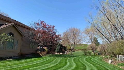 Wavy Lawn Stripes